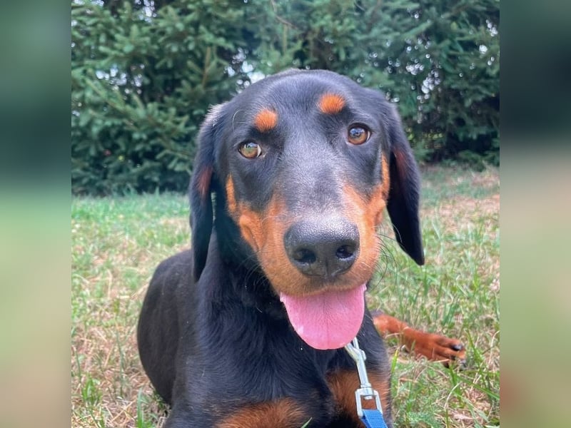 Luck ein Hund fürs Lieben