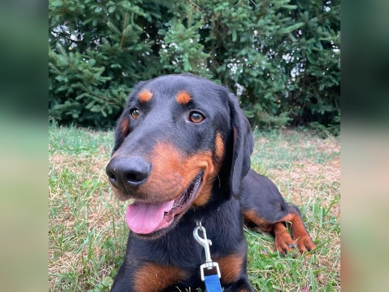 Luck ein Hund fürs Lieben