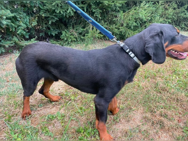Luck ein Hund fürs Lieben