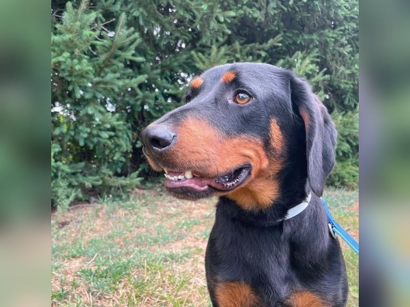 Luck ein Hund fürs Lieben