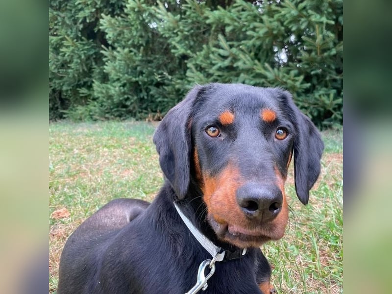 Luck ein Hund fürs Lieben