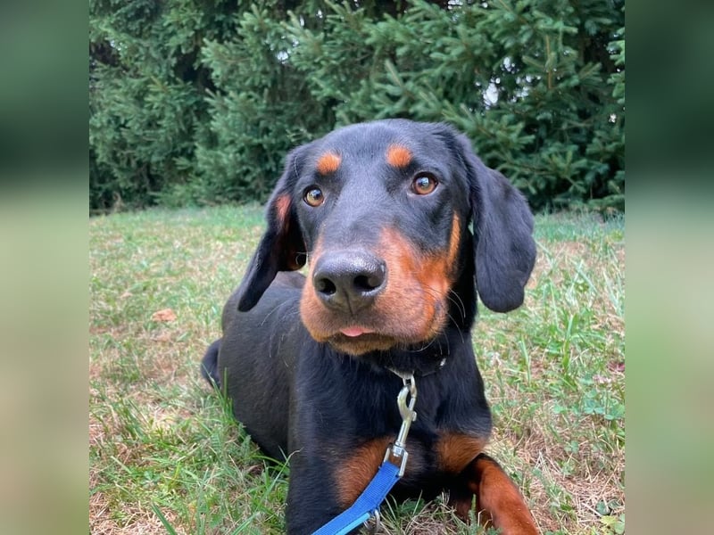 Luck ein Hund fürs Lieben