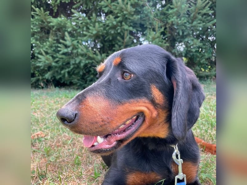 Luck ein Hund fürs Lieben