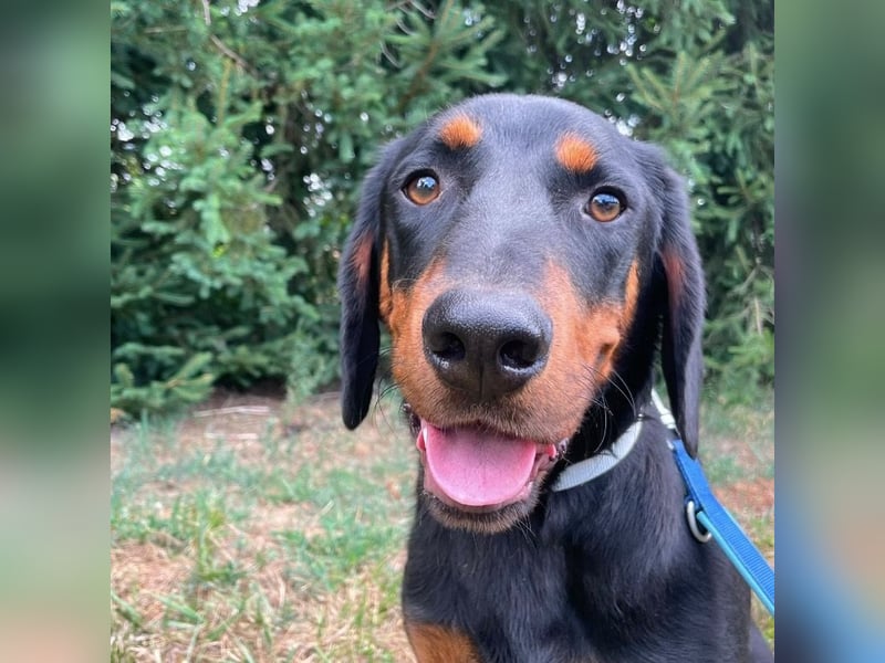 Luck ein Hund fürs Lieben