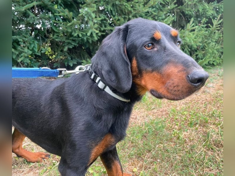 Luck ein Hund fürs Lieben