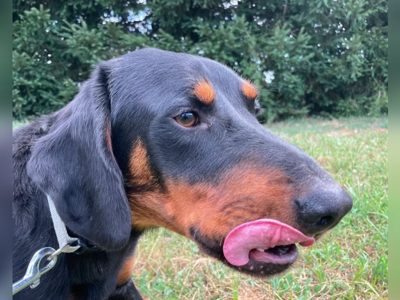Luck ein Hund fürs Lieben