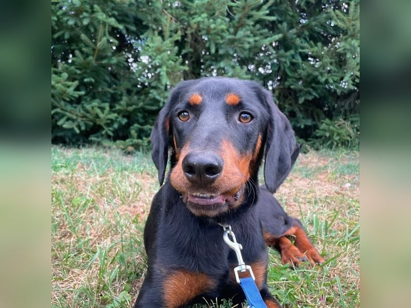 Luck ein Hund fürs Lieben