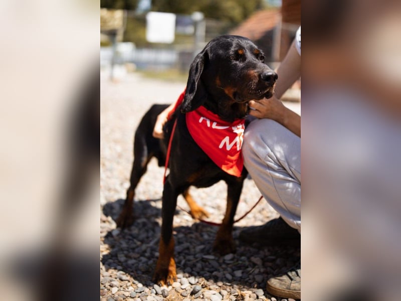 Bracken-Jungrüde Vigo - lieb, verschmust, sozial, Familienhund