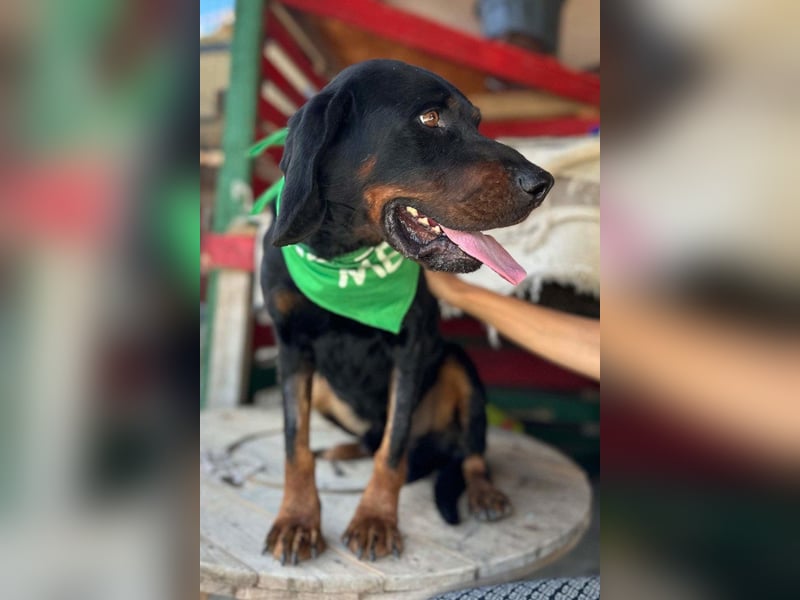 Bracken-Jungrüde ♥ Vigo ♥ lieb, verschmust, sozial, Familienhund