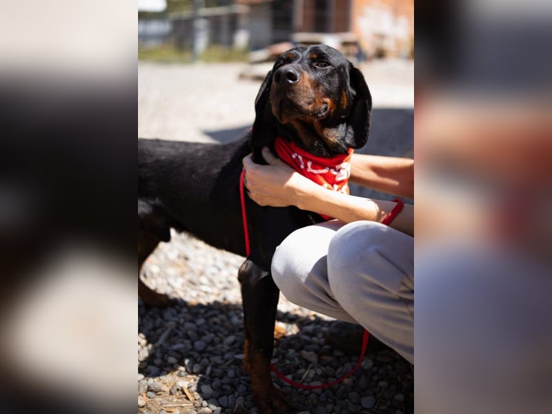 Bracken-Jungrüde Vigo - lieb, verschmust, sozial, Familienhund