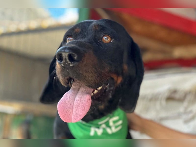 Bracken-Jungrüde ♥ Vigo ♥ lieb, verschmust, sozial, Familienhund