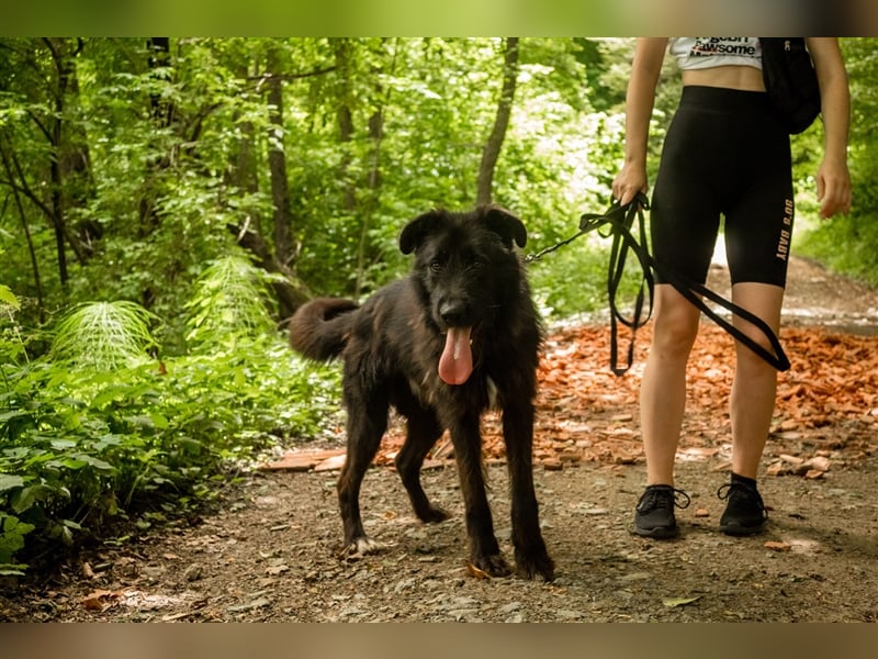 Slowakischer Rauhbart Mischling Nero