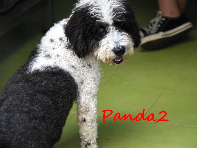 Panda2 geb. 08/2023 (ESP) - liebevolle und sehr soziale Spanische Wasserhündin!