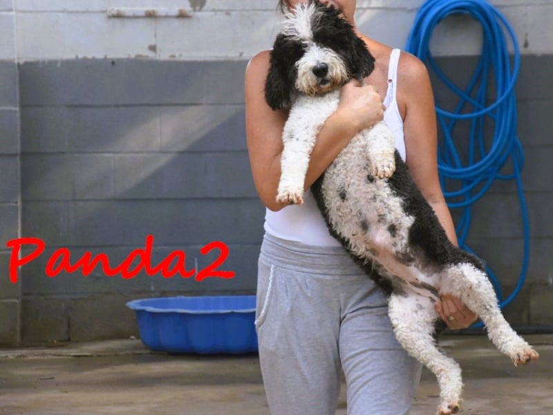 Panda2 geb. 08/2023 (ESP) - liebevolle und sehr soziale Spanische Wasserhündin!