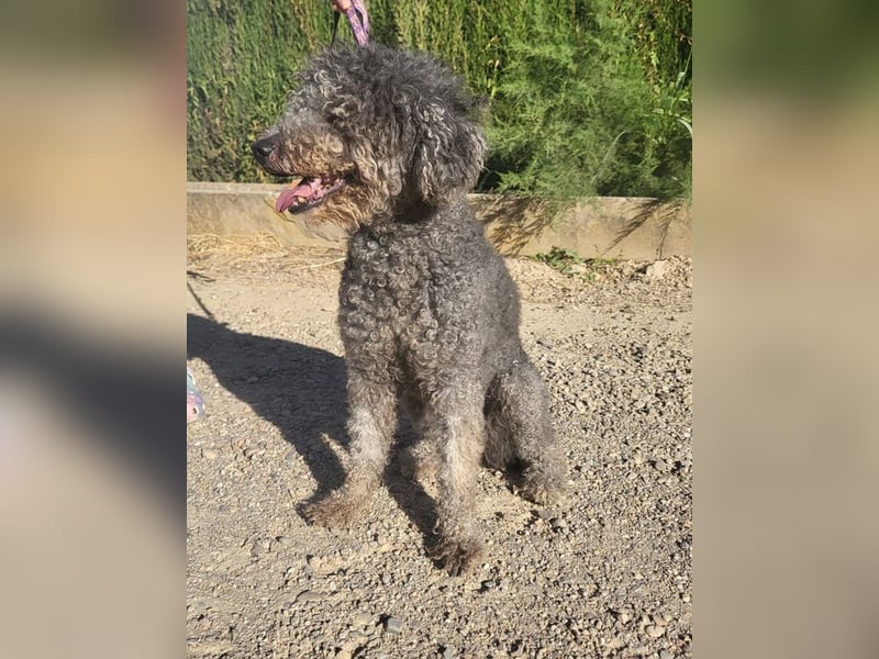 TARA-nach 11 Jahren ins Tierheim gegeben-Tara sucht sehnsüchtig neue Familie