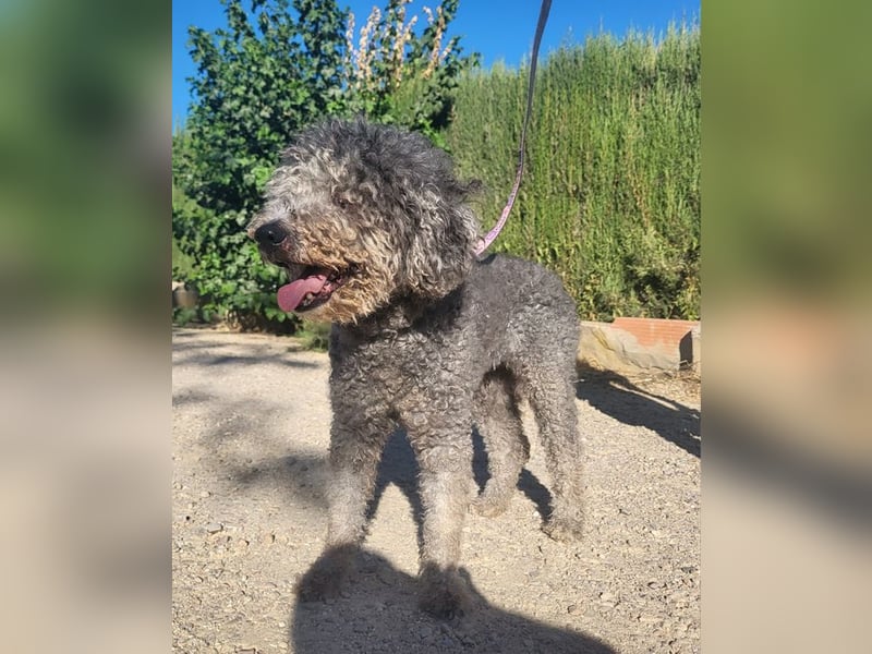 TARA-nach 11 Jahren ins Tierheim gegeben-Tara sucht sehnsüchtig neue Familie