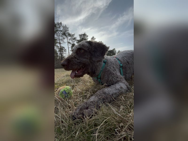 2 Jahre junger Perro Spanischer Wasserhund Junghund