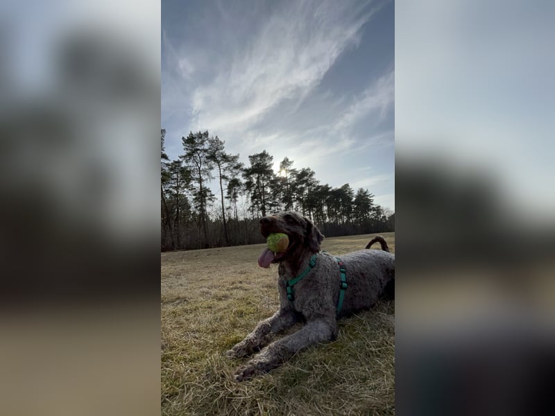 2 Jahre junger Perro Spanischer Wasserhund Junghund