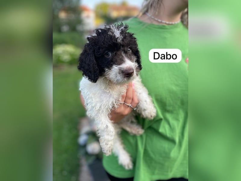Spanische Wasserhund Welpen Perro de Aqua Espanol Sofort Abgabebereit
