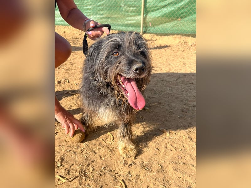 Maya - befindet sich in einer Pflegestelle in 72348 Rosenfeld