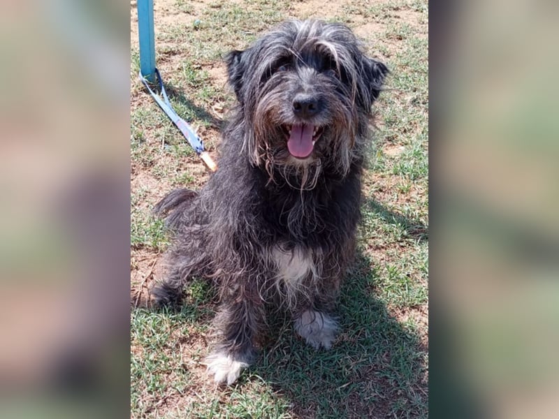 Maya - befindet sich in einer Pflegestelle in 72348 Rosenfeld