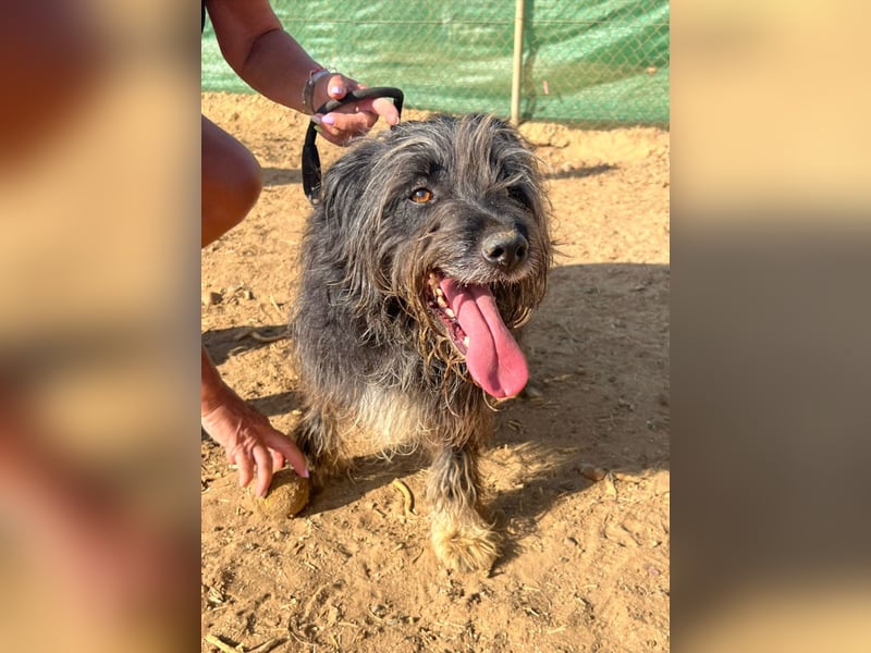 Maya - befindet sich in einer Pflegestelle in 72348 Rosenfeld