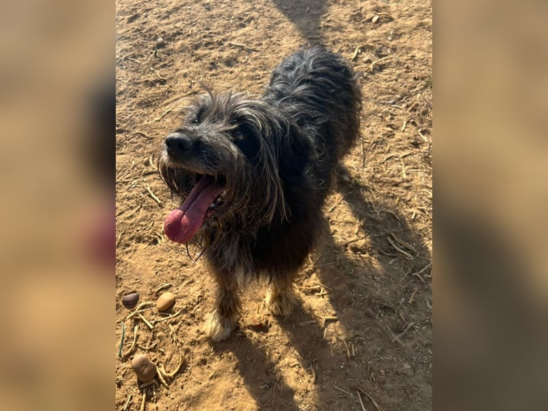 Maya - befindet sich in einer Pflegestelle in 72348 Rosenfeld