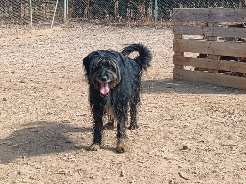 Maya - befindet sich in einer Pflegestelle in 72348 Rosenfeld