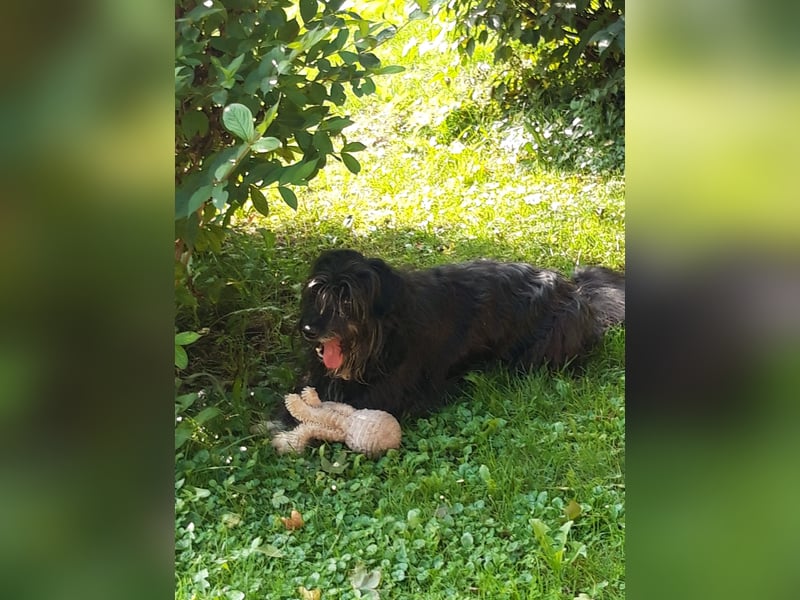 Maya - befindet sich in einer Pflegestelle in 72348 Rosenfeld