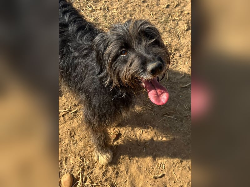 Maya - befindet sich in einer Pflegestelle in 72348 Rosenfeld