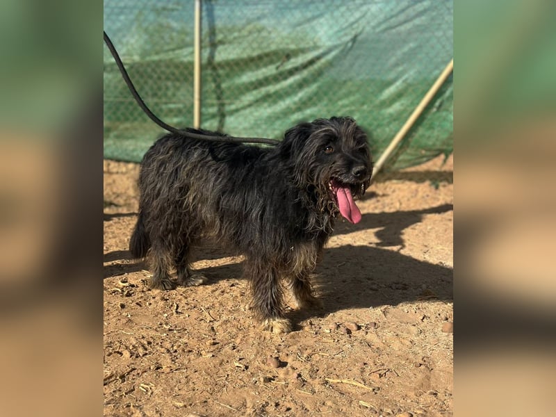 Maya - befindet sich in einer Pflegestelle in 72348 Rosenfeld