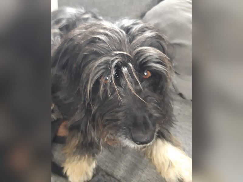 Maya - befindet sich in einer Pflegestelle in 72348 Rosenfeld