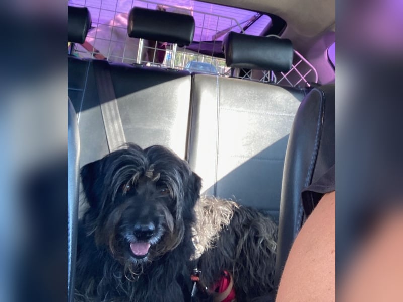 Maya - befindet sich in einer Pflegestelle in 72348 Rosenfeld