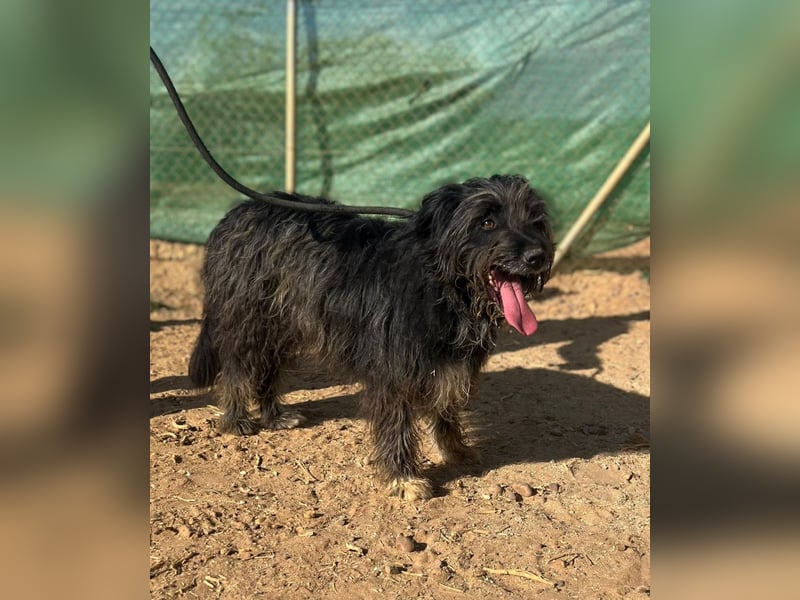 Maya - befindet sich in einer Pflegestelle in 72348 Rosenfeld