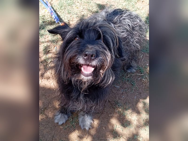 Maya - befindet sich in einer Pflegestelle in 72348 Rosenfeld