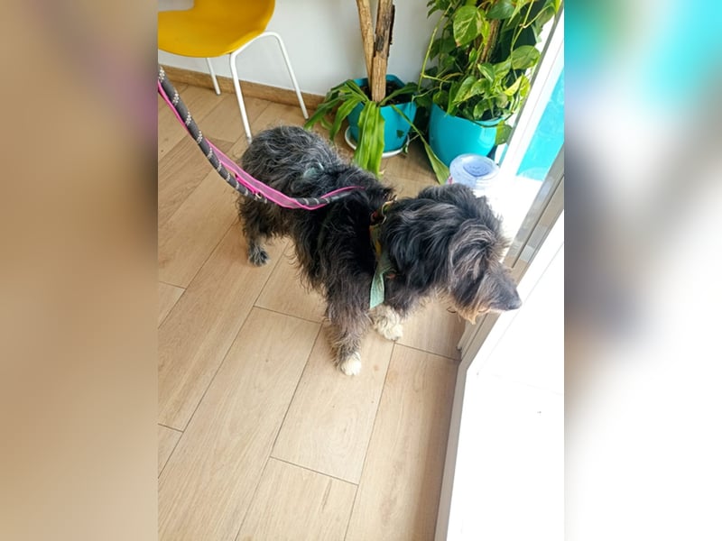 Maya - befindet sich in einer Pflegestelle in 72348 Rosenfeld