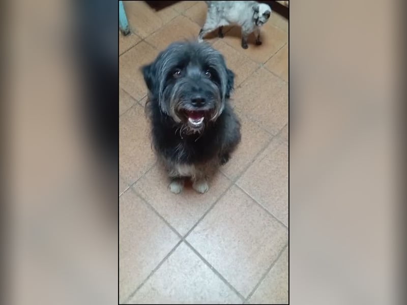 Maya - befindet sich in einer Pflegestelle in 72348 Rosenfeld