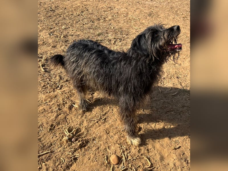 Maya - befindet sich in einer Pflegestelle in 72348 Rosenfeld