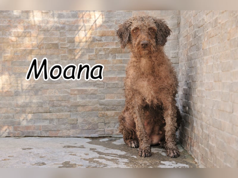 Zeigen Sie Moana wie schön die Blühte eines Lebens sein kann?
