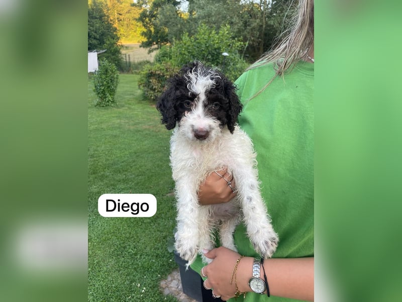 Spanische Wasserhund Welpen Perro de Aqua Espanol Sofort Abgabebereit