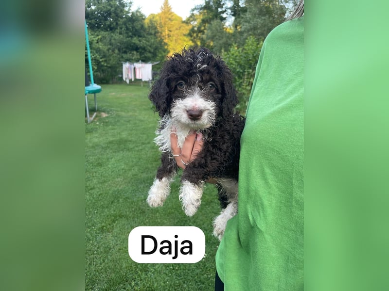 Spanische Wasserhund Welpen Perro de Aqua Espanol Sofort Abgabebereit