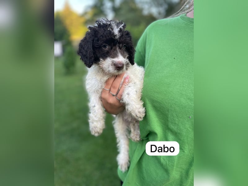 Spanische Wasserhund Welpen Perro de Aqua Espanol Sofort Abgabebereit
