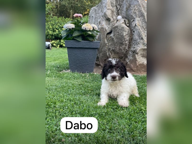 Spanische Wasserhund Welpen Perro de Aqua Espanol Sofort Abgabebereit