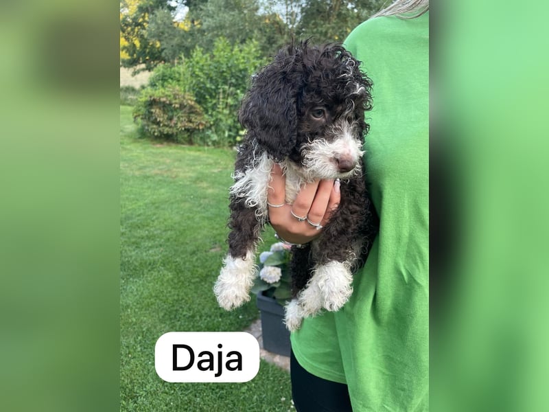 Spanische Wasserhund Welpen Perro de Aqua Espanol Sofort Abgabebereit