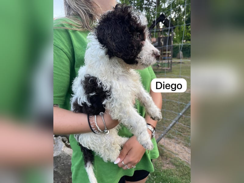 Spanische Wasserhund Welpen Perro de Aqua Espanol Sofort Abgabebereit