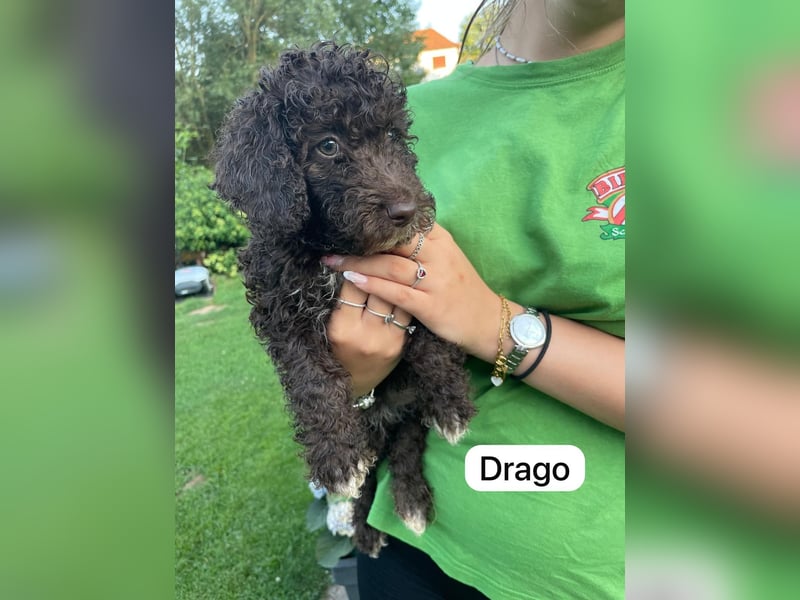 Spanische Wasserhund Welpen Perro de Aqua Espanol Sofort Abgabebereit