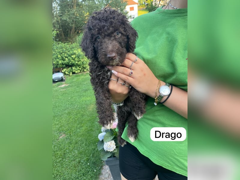 Spanische Wasserhund Welpen Perro de Aqua Espanol Sofort Abgabebereit