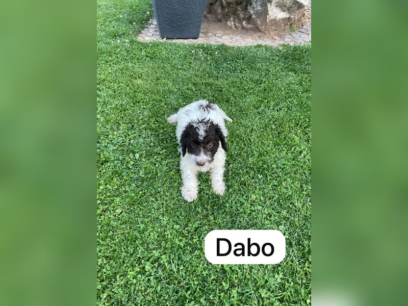 Spanische Wasserhund Welpen Perro de Aqua Espanol Sofort Abgabebereit