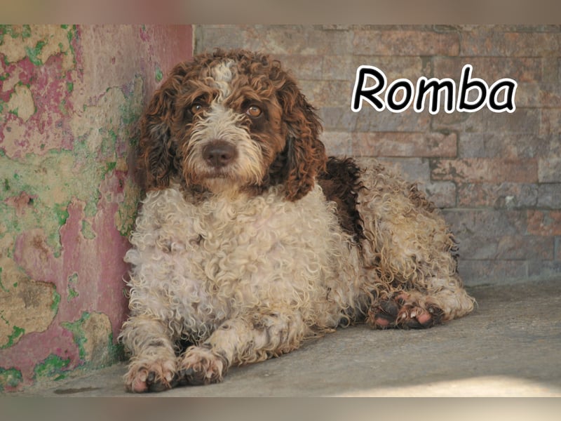 Werden Sie die Vertrauensperson von Romba?