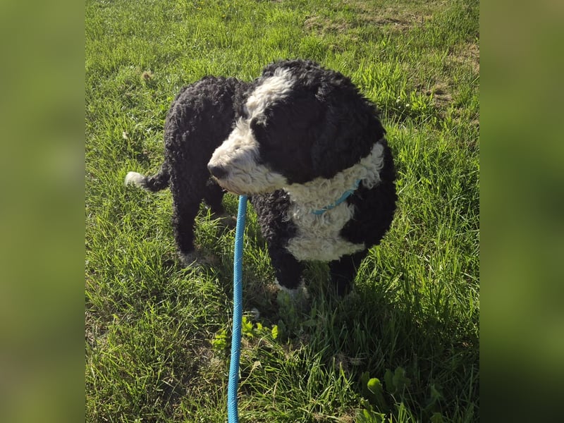 Wunderschöne Perro de Agua Hündinnen.